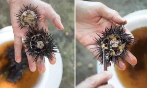 Mani che tengono due ricci di mare, uno aperto con un coltello per estrarre il prezioso contenuto.