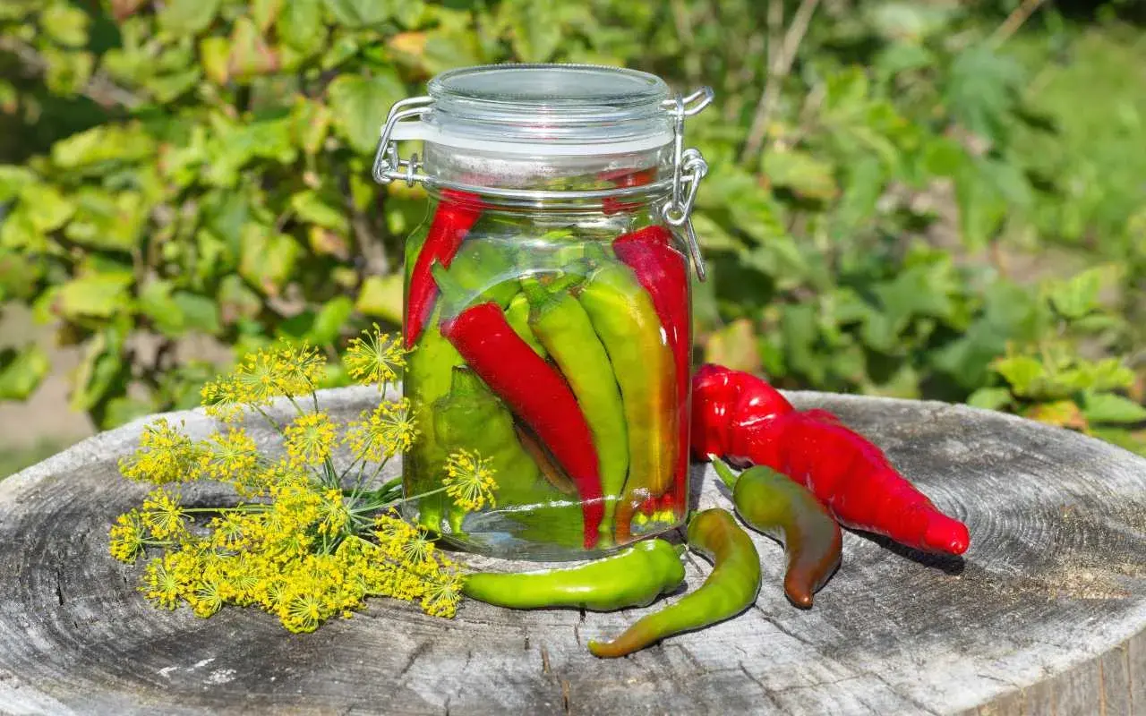 Barattolo di peperoncini sott'olio, con fiori di finocchio e peperoncini freschi su un ceppo di legno.