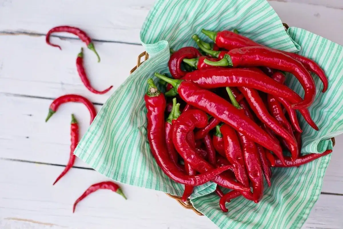 Cesto pieno di peperoncini rossi freschi, pronti per essere conservati sott'olio. Alcuni peperoncini sono sparsi sul tavolo di legno.