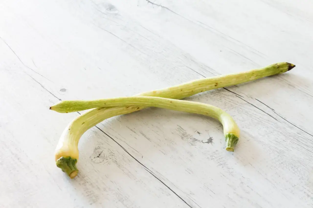 Due zucchine trombetta, lunghe e curve, giacciono su un tavolo di legno chiaro.