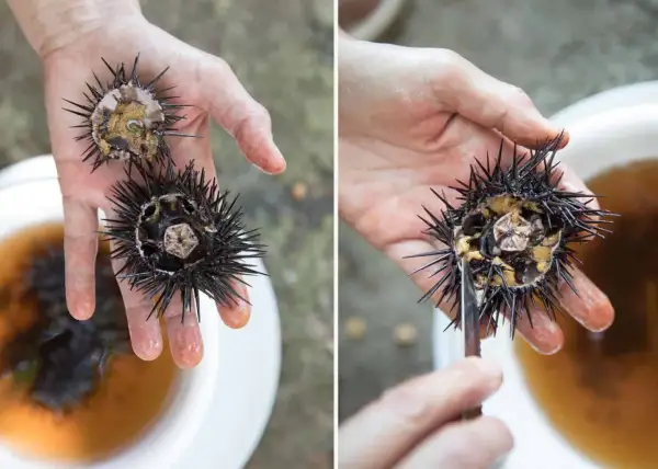 Mani che tengono due ricci di mare, uno aperto con un coltello per estrarre il prezioso contenuto.